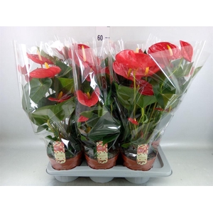 Anthurium andr. 'Idaho'