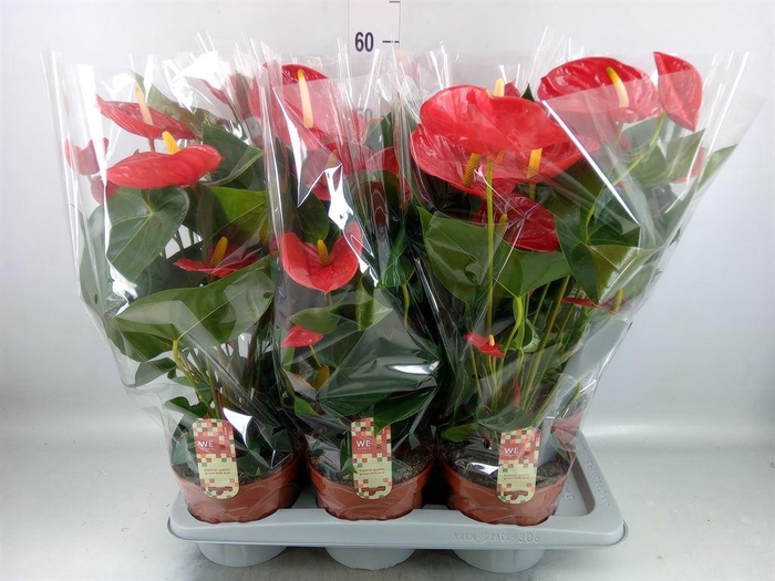 <h4>Anthurium andr. 'Idaho'</h4>