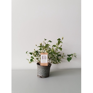 Verbena honing P12 HERBIO steker