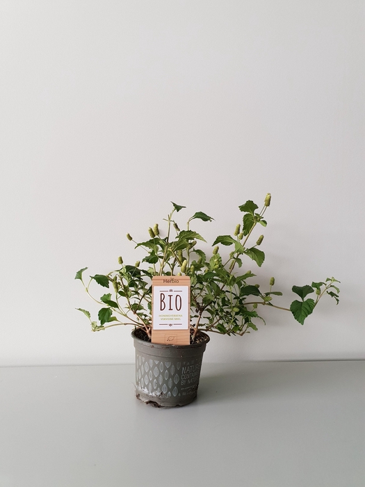 <h4>Verbena honing P12 HERBIO steker</h4>