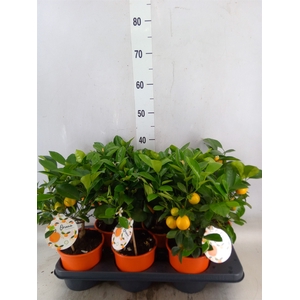 Citrofortunella microcarpa