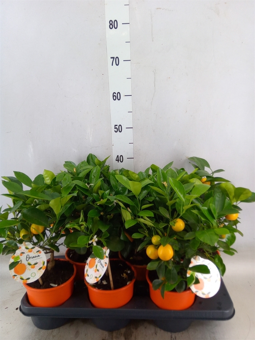 <h4>Citrofortunella microcarpa</h4>