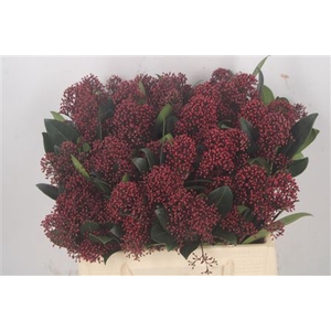 Skimmia Rubella Red Bunch