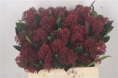 <h4>Skimmia Rubella Red Bunch</h4>