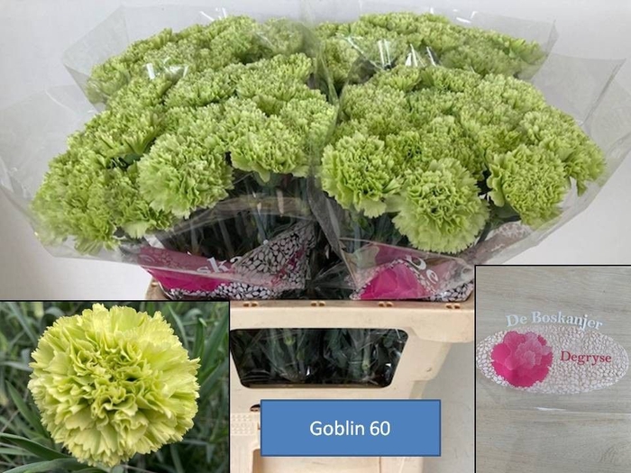<h4>DI ST GOBLIN</h4>