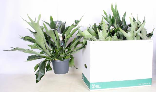 Platycerium bifurcatum The Netherlands 17Ø 60cm