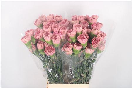 <h4>Di St Lege Pink</h4>