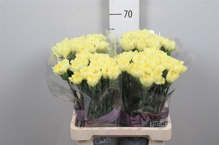 <h4>Di St Hermes</h4>