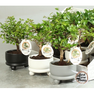 BONSAI GEM