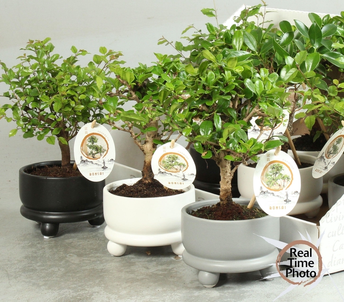 <h4>BONSAI GEM</h4>