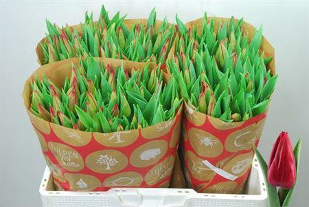 <h4>Tu En Strong Love</h4>