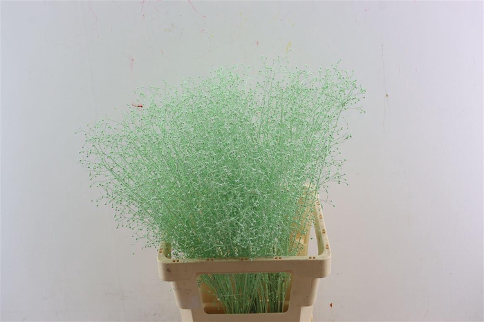 <h4>Snijbloemen overig kleurbehandeld H%</h4>