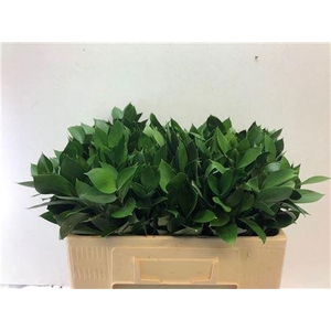 Ruscus Hypophyllum