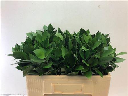 <h4>Ruscus Hypophyllum</h4>