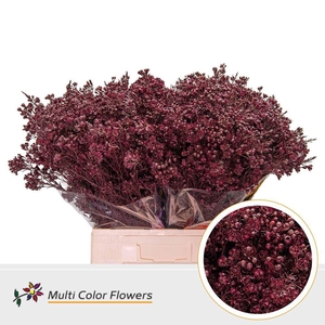 Chamelaucium DYED Bordeaux