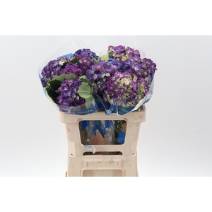 Hydr Beauty Berry Select