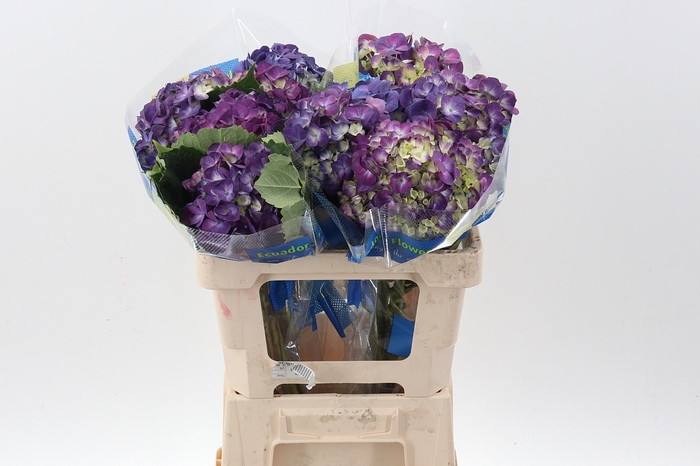 <h4>Hydr Beauty Berry Petite BOX!!!!</h4>