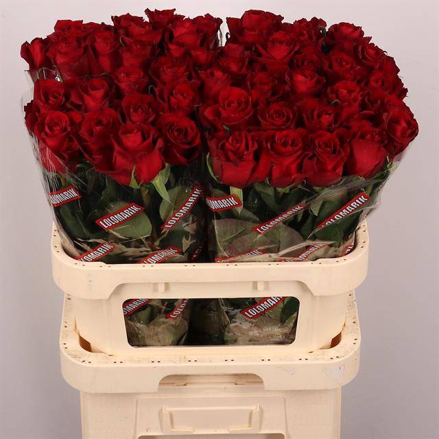 <h4>Rosa large ever red</h4>