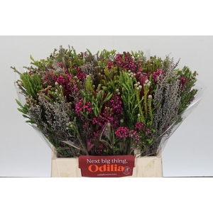 PROTEA PER BOS