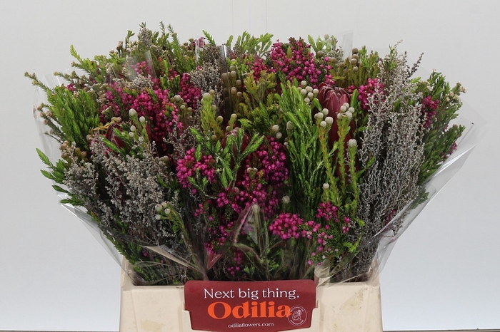 <h4>PROTEA PER BOS</h4>