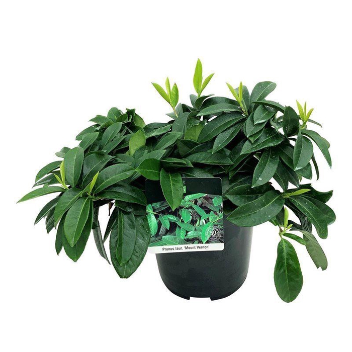 <h4>Prunus laur. 'Mount Vernon'</h4>