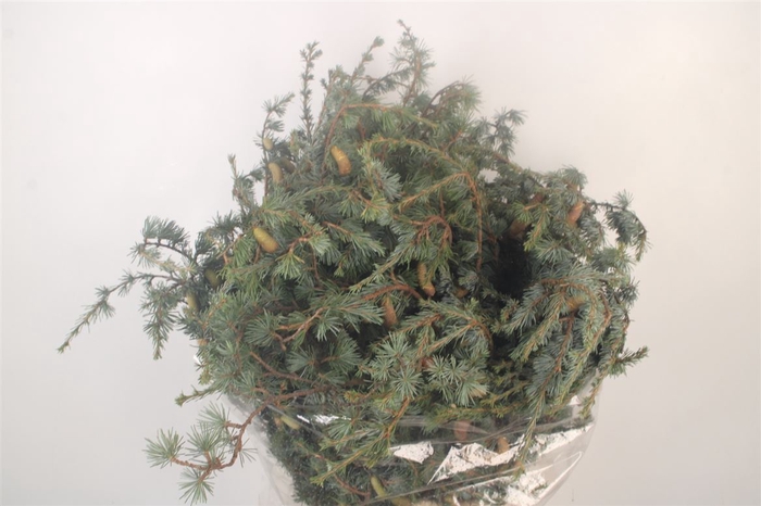 Ceder Libano Per Bunch