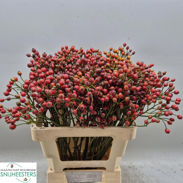 <h4>ROSA MAGICAL PASSOA</h4>