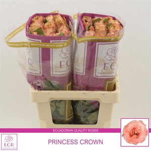 Rosa gr Princess Crown