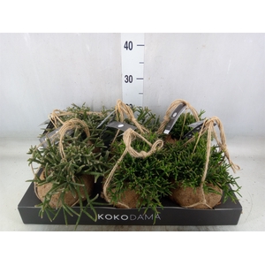 Rhipsalis   ...mix