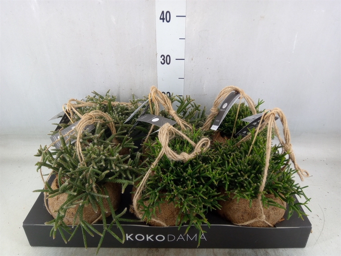 <h4>Rhipsalis   ...mix</h4>