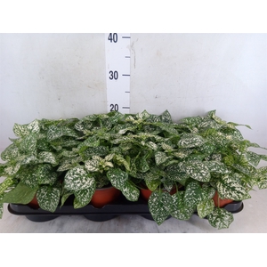 Hypoestes phyllo. 'Confetti C Whit'