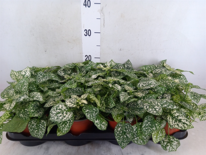 <h4>Hypoestes phyllo. 'Confetti C Whit'</h4>