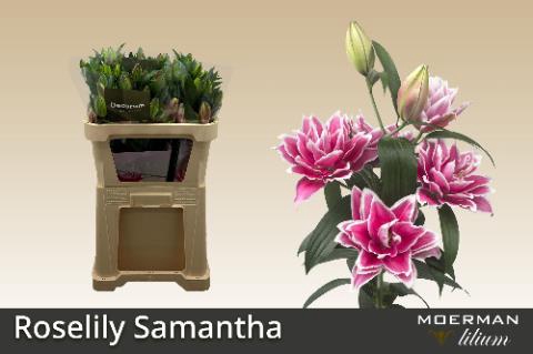 <h4>Lilium or dbl roselily samantha</h4>
