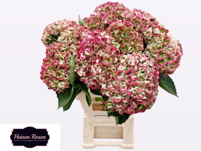 <h4>HYDR M MAG REV CL</h4>