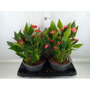 Anthurium andr. 'Mill Flowers Red'