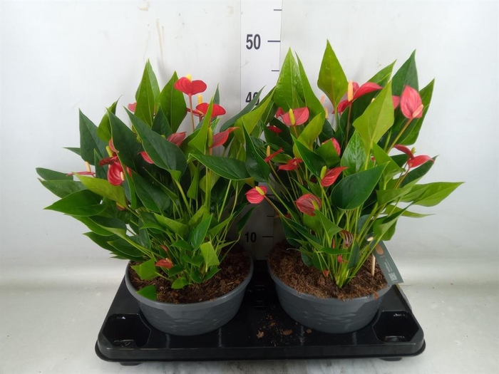 <h4>Anthurium andr. 'Mill Flowers Red'</h4>