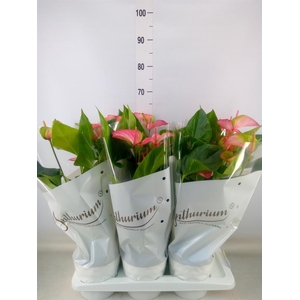 Anthurium andr. 'Livium Red'