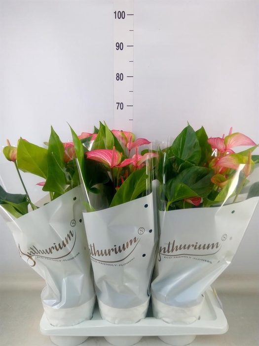 <h4>Anthurium andr. 'Livium Red'</h4>