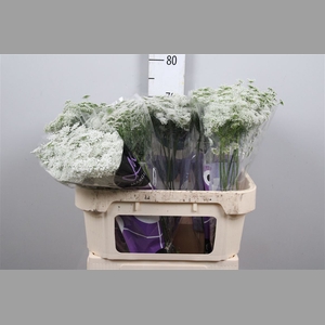 Ammi Majus Graceland