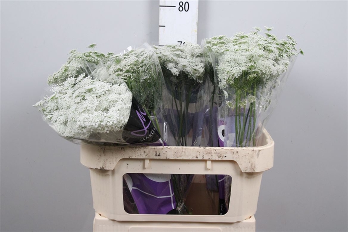 <h4>Ammi Majus Graceland</h4>