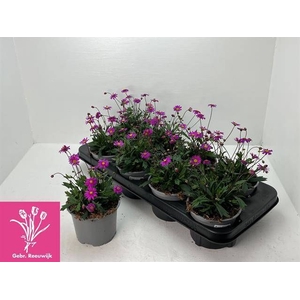 BRACH STRAWBER PINK
