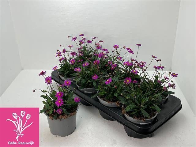 <h4>BRACH STRAWBER PINK</h4>