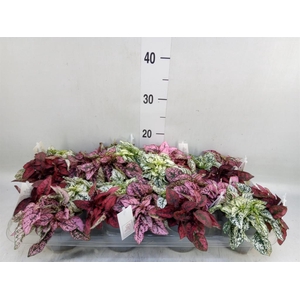 Hypoestes phyllo.   ...mix