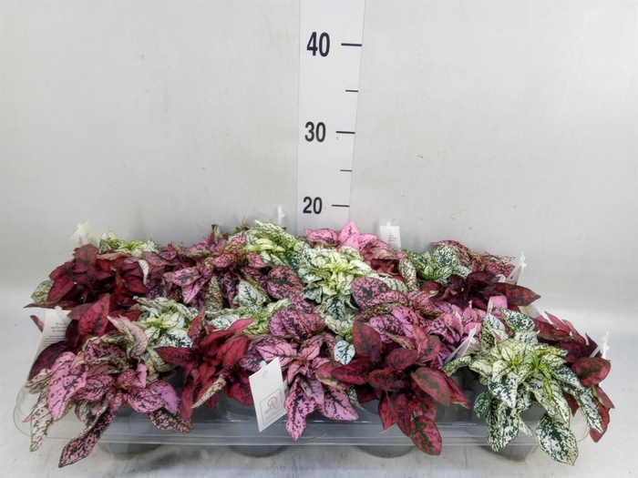 <h4>Hypoestes phyllo.   ...mix</h4>