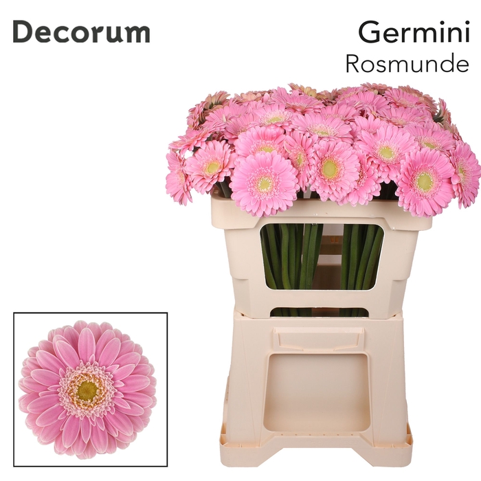 <h4>Germini Rosamunde Water x60</h4>