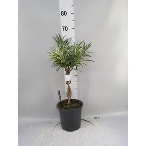 Dracaena refl.   ...