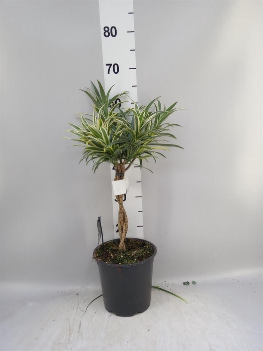 <h4>Dracaena refl.   ...</h4>