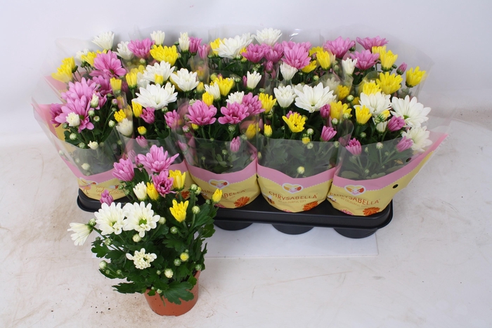 <h4>CHRYS GEM IN POT</h4>