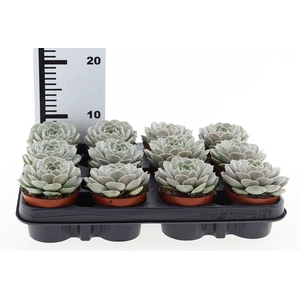 Echeveria   ...