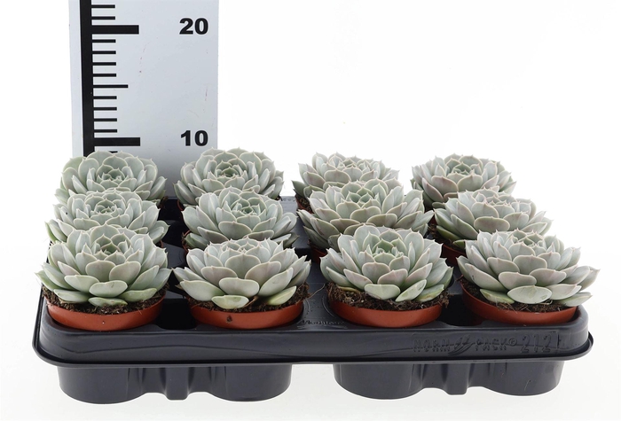 <h4>Echeveria   ...</h4>